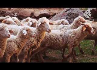  مؤثرات صوت قطيع الخروف والغنم بدون حقوق نشر