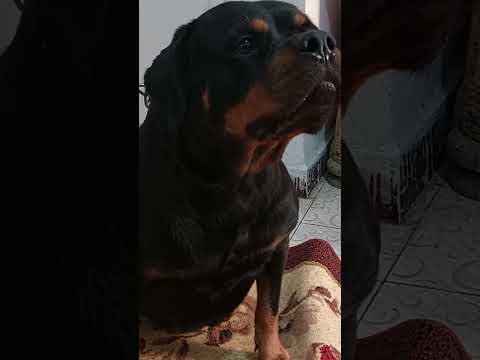 علامات طلب الزواج عند الكلاب 3 علامات اعراض الحيض عند الكلاب