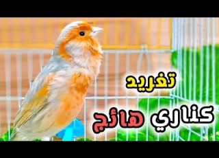 تغريد محفز للكناري على التغريد جرب وشاهد  2025  تغريد كناري 2024 هائج