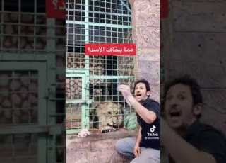 الأسد الذي يخاف من زوجته