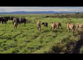Lion Pride Attacking The Calf Stealing From Mother Buffalo Trying Save And Protect Her Baby Video