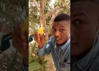 Mango Bi