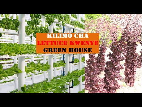FAIDA TANO ZA KULIMA MBOGA MBOGA LETTUCE NDANI YA GREEN HOUSE SHAMBA KITALU