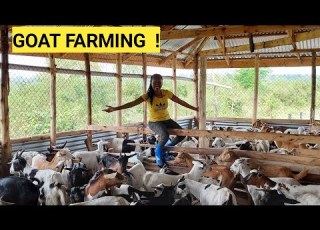 The Cost Of Starting A Profitable GOAT Farming BUSINESS For Beginners