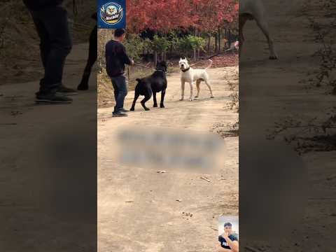 Dogo Argentino Vs Cane Corso Who Wins In The Wild