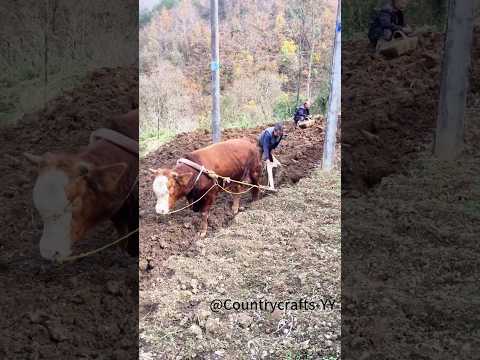 ثقافة الزراعة التقليدية الثيران العجوز تحرث الحقول