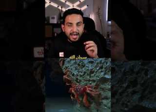 انتقال سرطان البحر الأحمر إلى جزيرة في استراليا استراليا غرائب حيوانات عبدالاله Be