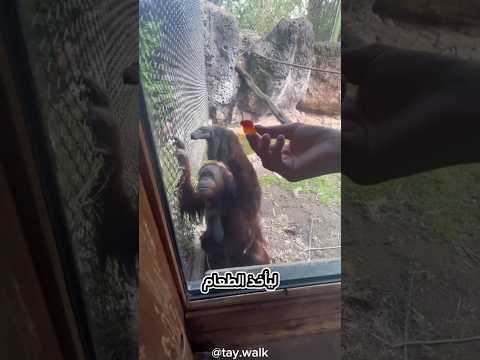 هذا هو أذكى قرد على الإطلاق Animals حيوانات Shortvideo دقيقة غرائب مضحك عجائب قصص Laugh قرد