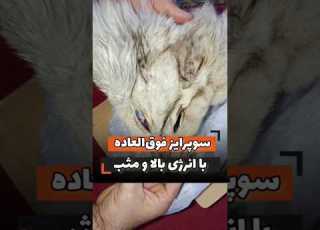  نماد قدرت محافظت و غلبه بر نیروهای ناپیدا و دیسکریپشن حتما مطالعه شود