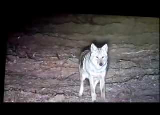  قتل الذئاب Kill Wolves