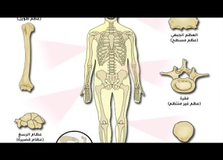 مقدمة الدعامة فى الإنسان العمود الفقري كما لم تسمعه من قبل