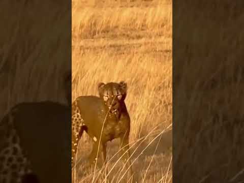 Er Wollte Abendessen Bekam Stattdessen Dünger