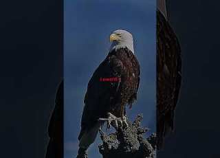  Nature S Creation Shorts Trending Aestheic Aesthetic Trend Explore Reality Popular 100k