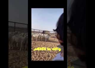 بنت مسويه رجيم تقول حق الخرف