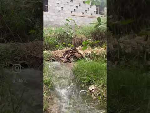 انشودة لا احصي الشكر بافصاح