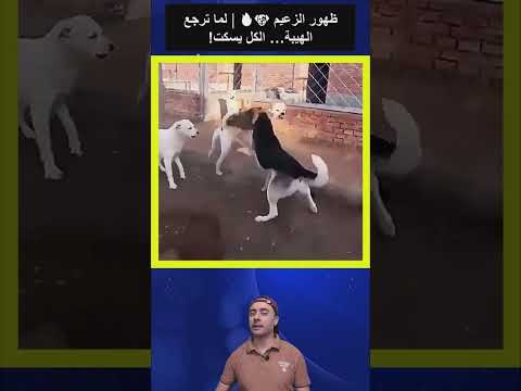 هيبة الزعيم دخول الكلب الأبيض أنهى المواجهة في لحظة Shortsvideos Dog