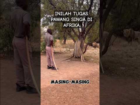 Tau Enggak Jika Di Afrika Ada Petugas Pawang Singa Yang Selalu Mengawasi Singa Tersebut