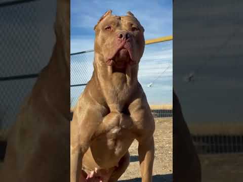 كلب عنده عضلات افخم الكلاب في العالم