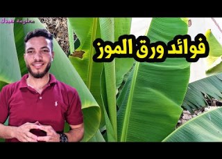ماهى فوائد اوراق الموز والامراض التى يعالجها ورق الموز السحرى