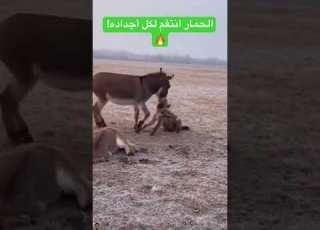 شاهد أغرب ما سجلته الكات حمار يلقن ضبعا درسا لن ينساه Shorts