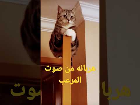 قط خائف من صوت مرعب قطط مضحكة فيديوهات مضحكة