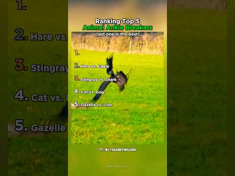 Ranking Best Ankle Breakers Animals Animalfights Wildlife