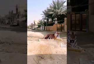 اضخم اسد على الأرض شاهد