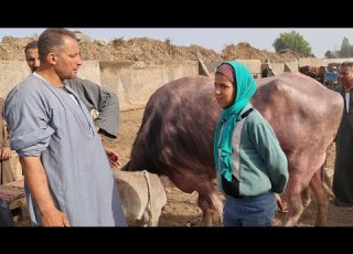  أصغر تاجرة مواشي في سوق تلا بمحافظة المنوفيه صورت احسن جاموسه منوفي في سوق تلا