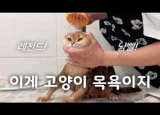 냥빨 현실편