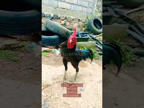 Ayam Jragem Wilah Super Istimewa