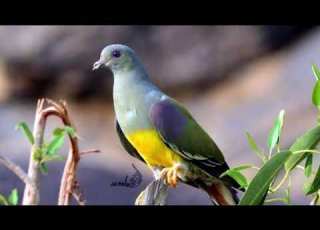  صوت القمري