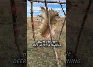 How To Preserve Deer Hides For Tanning Survival Outdoorskills Hunting Tanning Deerseason