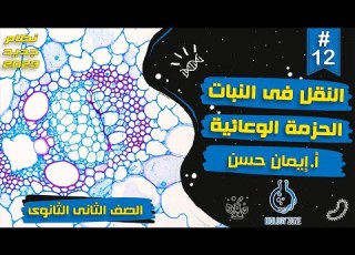 12 شرح الحزمة الوعائية شرح درس النقل فى النبات احياء تانيه ثانوى الترم الاول 2023 إيمان حسن