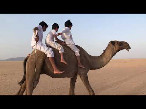 ابناء البدو والتعامل مع الابل