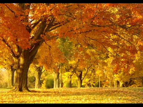 Golden Brown The Stranglers