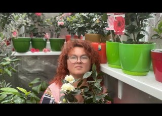 Propagation Of Japanese Camellia By Woody Cuttings
