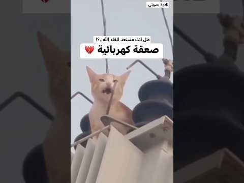 قران كريم القارئ عبدالله علي