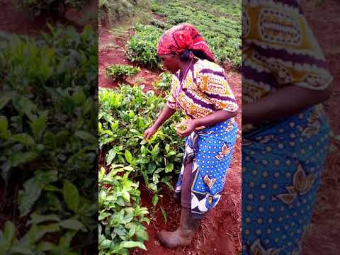 Mama Mzazi Mchapakazi