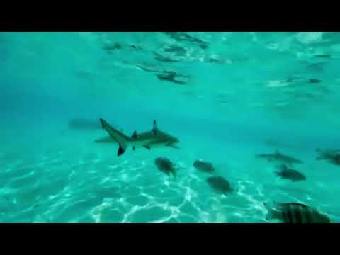 الشيخ اسامة جلال تلاوات لا توصف