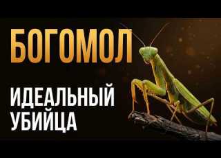  They Even Eat Snakes Why The Praying Mantis Is The Creepiest Predator On Earth