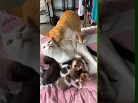 كيف تتزاوج القطط