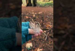 پرهای زیبا بقایای عقاب جنگل پر طبیعت