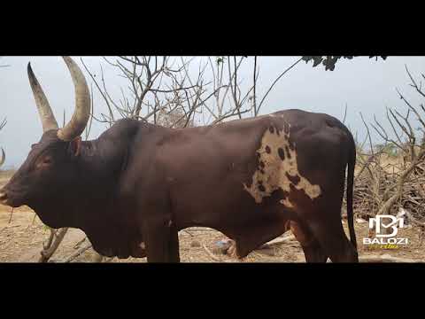 NDAMA JIGOSHILAGA MAISHA OFFICIS MUSIC