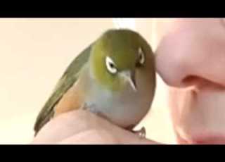 Bird Returns Every Night At 5 30 To Sleep Inside Woman S House