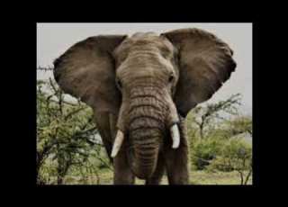 Angry Elephant Growls
