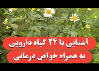  معرفی ۲۴ گیاه دارویی پر خاصیت در طبیعت به همراه خواص دارویی آنها