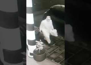  عجيب سرقة شتلة من امام صيدلية