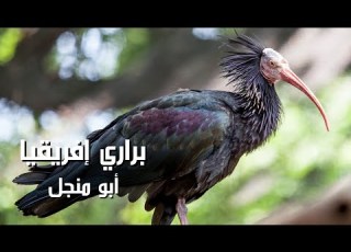  طائر ابو منجل الاصلع وثائقي كامل مستكشف الوثائقية