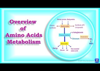  2 Overview Of Amino Acids Metabolism Amino Acid Metabolism Biochemistry N JOY Biochemistry