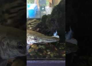Alligator Gar Bite Force On Tilapia